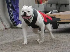 Una foto d'archivio, con un cane impegnato in una gara di traina