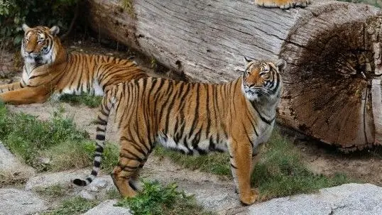 Tigri in uno zoo