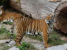 Tigri in uno zoo