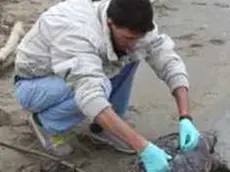 TARTARUGHE MARINE DELLA SPECIE CARETTA CARETTA SPIAGGIATE LUNGO LA COSTA RAVENNATE. VOLONTARI DELLA GUARDIA COSTIERA AUSILIARIA ED UN BIOLOGO PRELEVANO CAMPIONI BIOLOGICI DALLE TARTARUGHE. - TARATARUGHE, ZAN21002