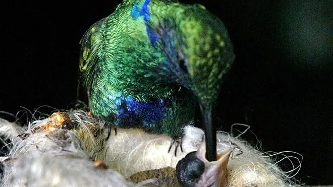 sterle trieste parco tropicale di miramare la serra tropicale dove si trovano i colibrì mamma colibrì