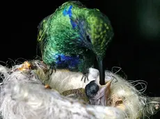 sterle trieste parco tropicale di miramare la serra tropicale dove si trovano i colibrì mamma colibrì