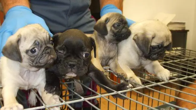 Centosettanta cuccioli di cane di tutte le razze e in condizioni disperate, sono stati sequestrati nella notte da un pattuglia della Polizia Stradale di Amaro (Udine) mentre erano nascosti in un furgone. I cuccioli, alcuni dei quali sono morti durante la notte, .sono di varie razze, dal Pincher al Maltese, dall'Husky al San Bernardo. "Tutti i cani - si legge nella nota - risultavano essere di eta' inferiore al quella prevista di tre mesi e venti giorni, alcuni addirittura di meno di due mesi di eta'. Tutti gli animali risultavano essere in condizioni disperate e solamente l'intervento abile dei veterinari della Usl di Tolmezzo e Gorizia permetteva di dare sostentamento e salvare molti cuccioli"..ANSA/POLIZIA STRADALE.+++EDITORIAL USE ONLY - NO SALES+++.