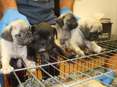 Centosettanta cuccioli di cane di tutte le razze e in condizioni disperate, sono stati sequestrati nella notte da un pattuglia della Polizia Stradale di Amaro (Udine) mentre erano nascosti in un furgone. I cuccioli, alcuni dei quali sono morti durante la notte, .sono di varie razze, dal Pincher al Maltese, dall'Husky al San Bernardo. "Tutti i cani - si legge nella nota - risultavano essere di eta' inferiore al quella prevista di tre mesi e venti giorni, alcuni addirittura di meno di due mesi di eta'. Tutti gli animali risultavano essere in condizioni disperate e solamente l'intervento abile dei veterinari della Usl di Tolmezzo e Gorizia permetteva di dare sostentamento e salvare molti cuccioli"..ANSA/POLIZIA STRADALE.+++EDITORIAL USE ONLY - NO SALES+++.