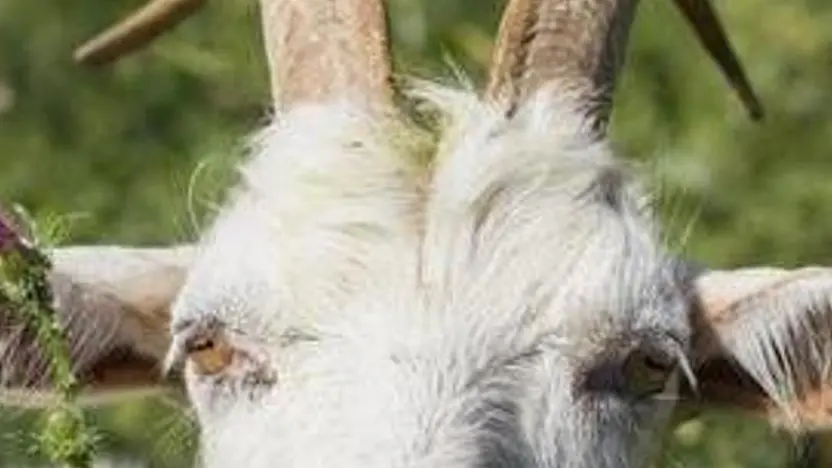 Una capra istriana