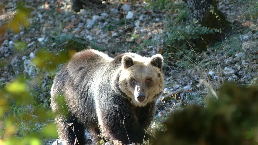 Un orso bruno in una foto d'archivio