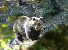 Un orso bruno in una foto d'archivio