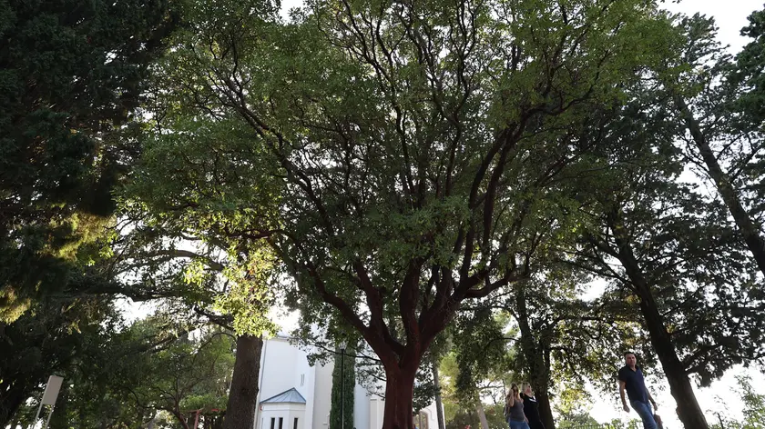 Il corbezzolo di Massimiliano, albero monumentale nel parco di Miramare Foto di Andrea Lasorte