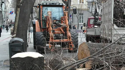 Lasorte Trieste 13/02/14 - Viale XX Settembre, Taglio Alberi