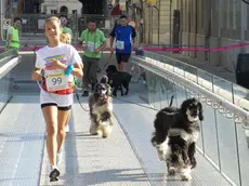 La Doggy Run 2015