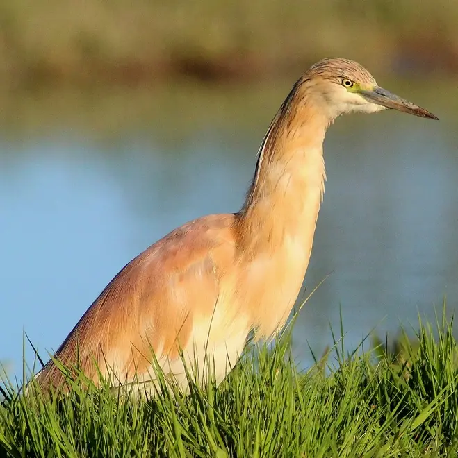 Uno splendido esemplare di sgarza dal ciuffo