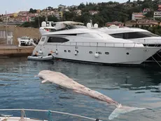 La balena fatta emergere tra i pontili del marina di Porto San Rocco Foto di Andrea Lasorte