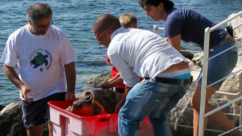 La liberazione di una tartaruga alla Riserva Marina di Miramare