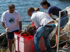 La liberazione di una tartaruga alla Riserva Marina di Miramare