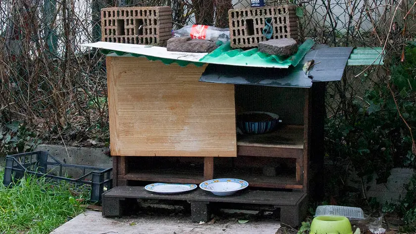 Bonaventura Monfalcone-04.02.2017 Colonie feline-Zona Auditorium-Ronchi dei Legionari-foto di Katia Bonaventura