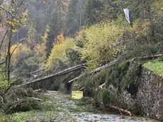 Alberi spezzati in strada a Tualis