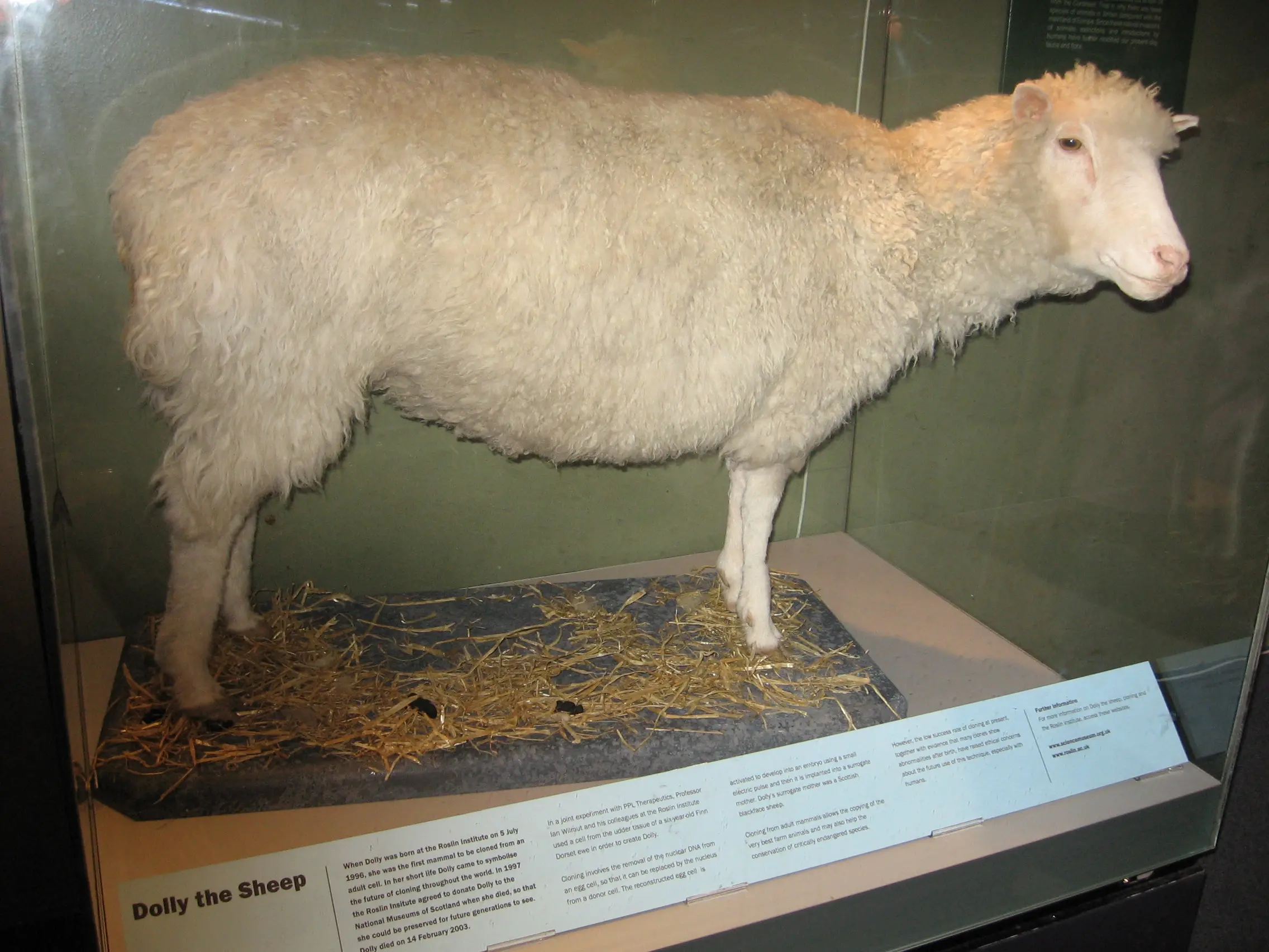 La pecora Dolly ora si trova imbalsamata ed esposta al National Museum of Scotland