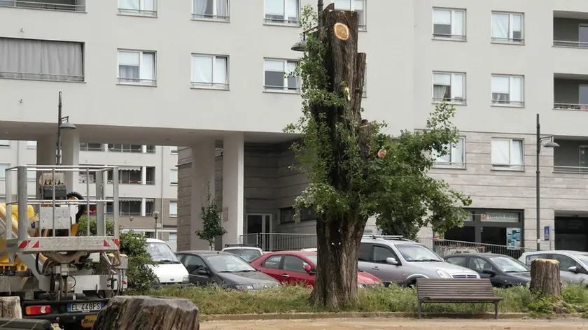 Lasorte Trieste 10/05/16 - Piazzale De Gasperi, Alberi tagliati