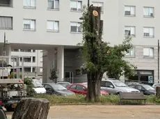 Lasorte Trieste 10/05/16 - Piazzale De Gasperi, Alberi tagliati