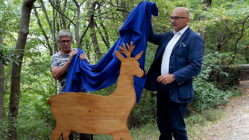 Silvano Trieste 2021-08-26 La nuova sagoma del capriolo