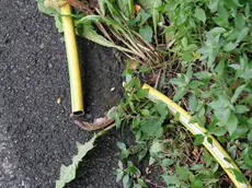 Un dei cavi tagliati in strada del Friuli (Silvano)