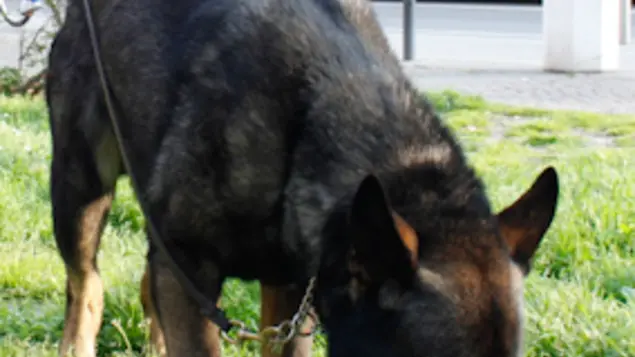 Unità cinofila della polizia controlla la zona del piazzale Donatori di Sangue, Mestre