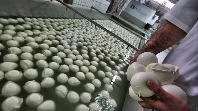 20080418 - ROMA - MOZZARELLA: CINA REVOCA BLOCCO. Una industria casearia , in una immagine d'archivio ( Aprile 2008). La Cina ha oggi revocato il divieto di importazione della mozzarella italiana e le ispezioni obbligatorie per gli altri formaggi. ANSA archivio / CESARE ABBATE / ji