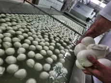 20080418 - ROMA - MOZZARELLA: CINA REVOCA BLOCCO. Una industria casearia , in una immagine d'archivio ( Aprile 2008). La Cina ha oggi revocato il divieto di importazione della mozzarella italiana e le ispezioni obbligatorie per gli altri formaggi. ANSA archivio / CESARE ABBATE / ji