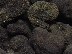 Tartufo nero