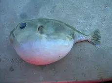 Il pesce palla liscio