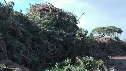 CARRAI - DINO TOMMASELLA - CAVALLINO - IL LUOGO DELLO STOCCAGIO DELLE RAMAGLIE E ALBERI
