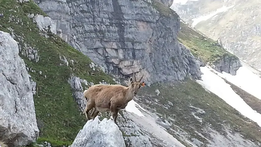 Un esemplare di stambecco