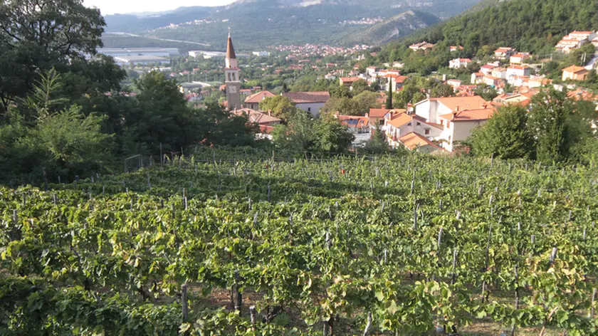Lasorte Trieste 07/09/11 - Vendemmia, Vigneti a S.Dorligo