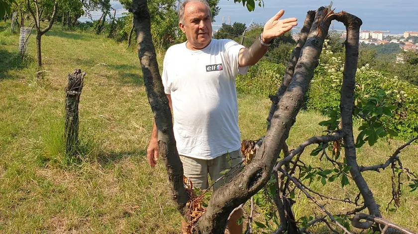 Vincenzo Ferluga, coltivatore di alberi da frutta, mostra una delle piante nel suo terreno a Pis’cianzi letteralmente distrutte dopo una delle tante incursioni notturne dei cinghiali .