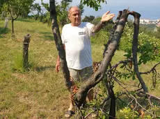 Vincenzo Ferluga, coltivatore di alberi da frutta, mostra una delle piante nel suo terreno a Pis’cianzi letteralmente distrutte dopo una delle tante incursioni notturne dei cinghiali .