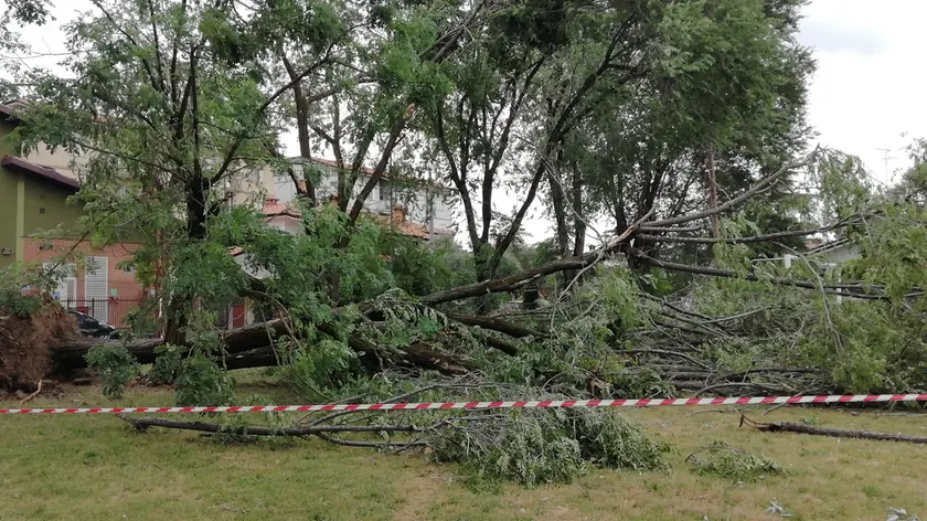 Uno dei tanti alberi caduti a Ronchi
