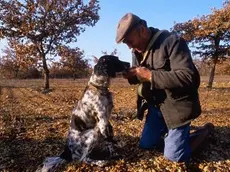 Un cercatore di tartufi con il suo cane