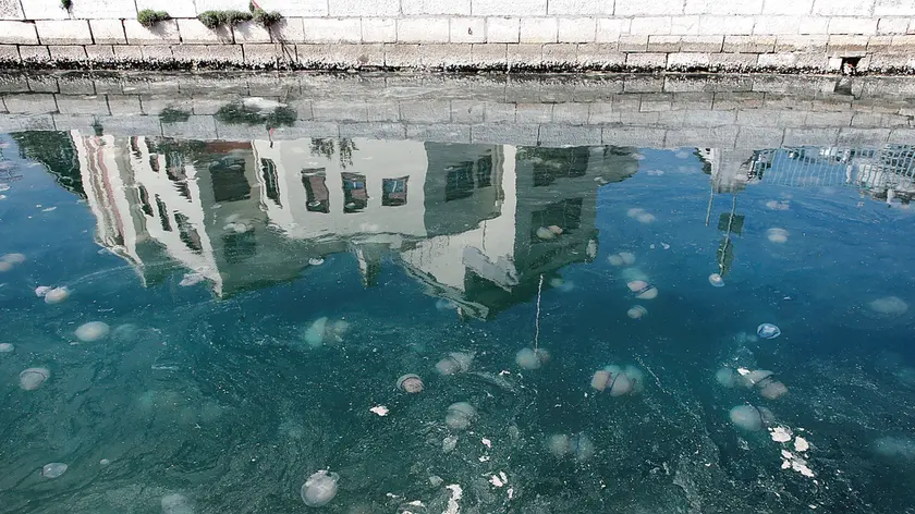 Meduse e strisce che sembrano mucillagini in mare: queste ultime in realtà sono frutto dei pollini degli alberi finiti in acqua, come spiegato dall’Amp di Miramare. Foto Andrea Lasorte