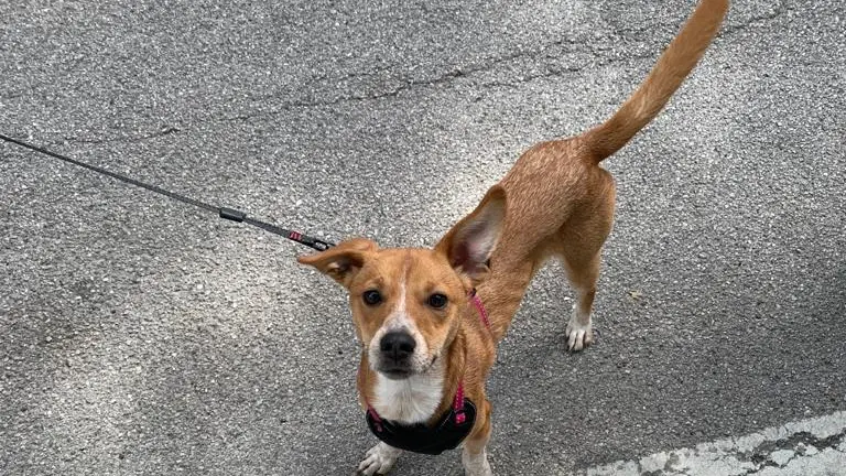Mia, la cagnolina azzannata da un pitbull lasciato senza guinzaglio