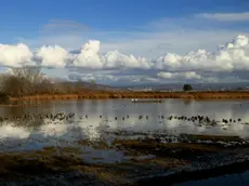 Una bellissima immagine della Cona