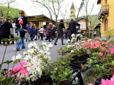 Un'immagine di "Horti Tergestini"