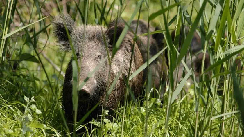 Un esemplare di cinghiale