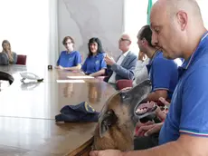 Lasorte Trieste 29/07/19 - Sala Giunta, Conferenza Stampa, Cani di salvataggio