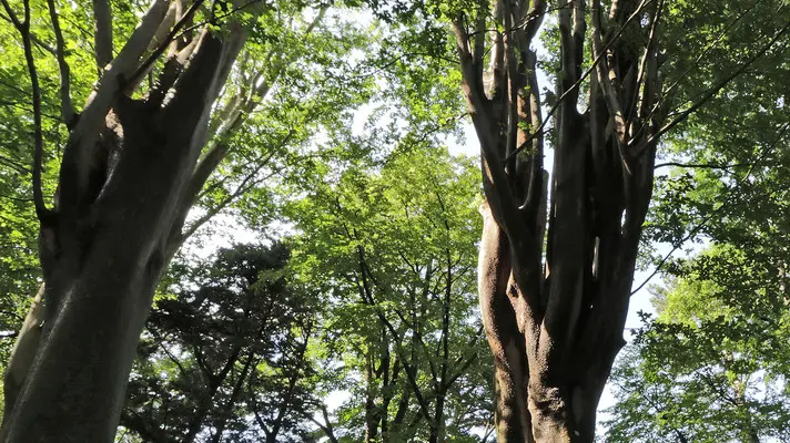 Lasorte Trieste 22/05/18 - Via dei Modiano, Parco di Villa Sartorio, Albero Monumentale, Olmo