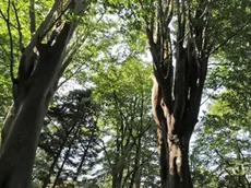 Lasorte Trieste 22/05/18 - Via dei Modiano, Parco di Villa Sartorio, Albero Monumentale, Olmo