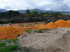 I mandarini finiti nella discarica