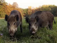 Una coppia di cinghiali in un prato