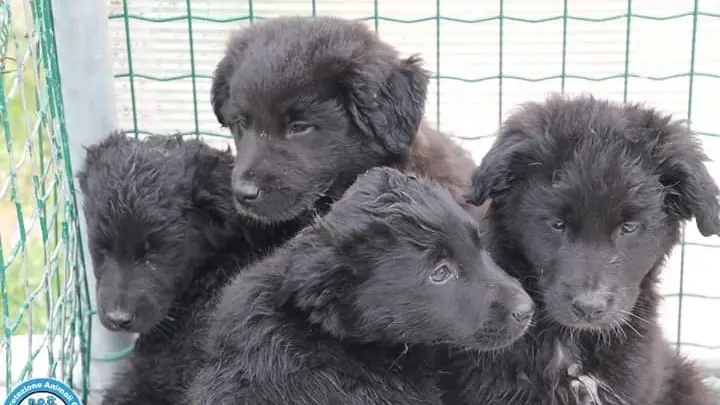 Cuccioli di cane