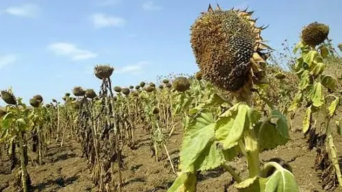 Un campo di girasoli arsi dalla siccitò in una foto di repertorio