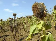 Un campo di girasoli arsi dalla siccitò in una foto di repertorio